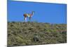 Llama Standing on Hillside-Nosnibor137-Mounted Photographic Print