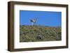 Llama Standing on Hillside-Nosnibor137-Framed Photographic Print