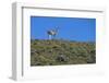 Llama Standing on Hillside-Nosnibor137-Framed Photographic Print