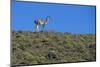 Llama Standing on Hillside-Nosnibor137-Mounted Photographic Print
