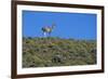 Llama Standing on Hillside-Nosnibor137-Framed Photographic Print