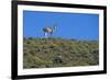 Llama Standing on Hillside-Nosnibor137-Framed Photographic Print