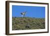 Llama Standing on Hillside-Nosnibor137-Framed Photographic Print