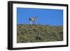 Llama Standing on Hillside-Nosnibor137-Framed Photographic Print