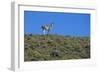 Llama Standing on Hillside-Nosnibor137-Framed Photographic Print