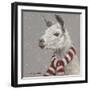 Llama with Red and White Scarf-Mary Miller Veazie-Framed Giclee Print