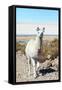 Llama with Uyuni Salt Flats-jkraft5-Framed Stretched Canvas