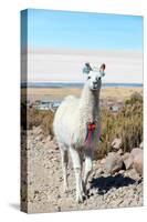 Llama with Uyuni Salt Flats-jkraft5-Stretched Canvas
