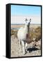 Llama with Uyuni Salt Flats-jkraft5-Framed Stretched Canvas