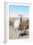 Llama with Uyuni Salt Flats-jkraft5-Framed Photographic Print