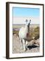 Llama with Uyuni Salt Flats-jkraft5-Framed Photographic Print