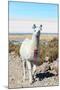 Llama with Uyuni Salt Flats-jkraft5-Mounted Photographic Print