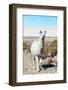 Llama with Uyuni Salt Flats-jkraft5-Framed Photographic Print