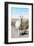 Llama with Uyuni Salt Flats-jkraft5-Framed Photographic Print