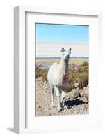Llama with Uyuni Salt Flats-jkraft5-Framed Photographic Print