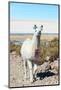 Llama with Uyuni Salt Flats-jkraft5-Mounted Photographic Print