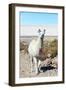 Llama with Uyuni Salt Flats-jkraft5-Framed Photographic Print