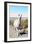 Llama with Uyuni Salt Flats-jkraft5-Framed Photographic Print