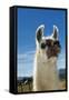 Llama-Tony Camacho-Framed Stretched Canvas