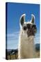 Llama-Tony Camacho-Stretched Canvas