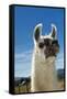 Llama-Tony Camacho-Framed Stretched Canvas