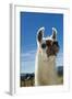 Llama-Tony Camacho-Framed Premium Photographic Print