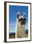 Llama-Tony Camacho-Framed Premium Photographic Print