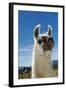 Llama-Tony Camacho-Framed Premium Photographic Print