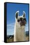 Llama-Tony Camacho-Framed Stretched Canvas