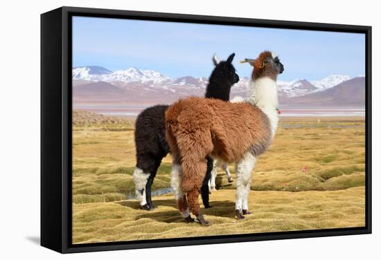 Llama-xolct-Framed Stretched Canvas