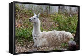 Llama-psvrusso-Framed Stretched Canvas