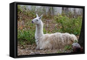 Llama-psvrusso-Framed Stretched Canvas