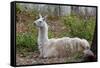 Llama-psvrusso-Framed Stretched Canvas