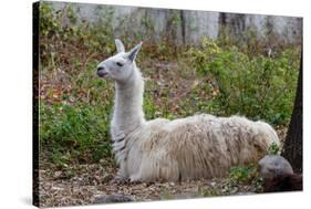 Llama-psvrusso-Stretched Canvas