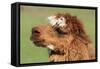 Llama-SWallace-Framed Stretched Canvas