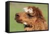 Llama-SWallace-Framed Stretched Canvas