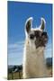 Llama-Tony Camacho-Mounted Photographic Print