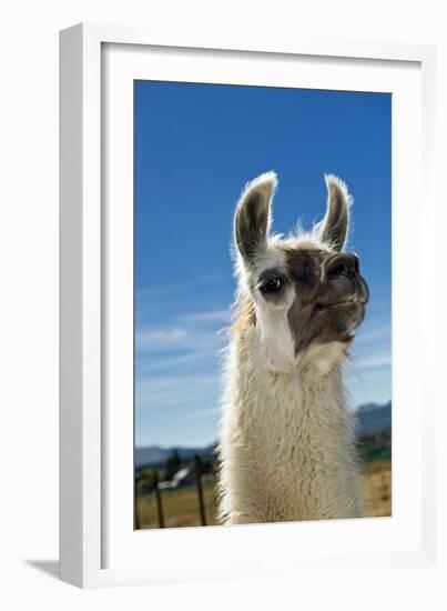 Llama-Tony Camacho-Framed Photographic Print