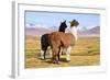 Llama-xolct-Framed Photographic Print