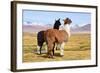 Llama-xolct-Framed Photographic Print