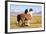 Llama-xolct-Framed Photographic Print