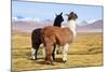 Llama-xolct-Mounted Photographic Print