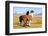 Llama-xolct-Framed Photographic Print