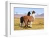 Llama-xolct-Framed Photographic Print