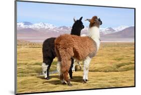 Llama-xolct-Mounted Photographic Print