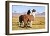 Llama-xolct-Framed Photographic Print