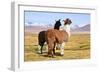 Llama-xolct-Framed Photographic Print