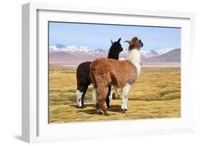 Llama-xolct-Framed Photographic Print