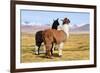 Llama-xolct-Framed Photographic Print