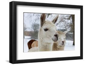 Llama-ellenamani-Framed Photographic Print